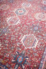 Persian Bakhtiar - Rams Horn