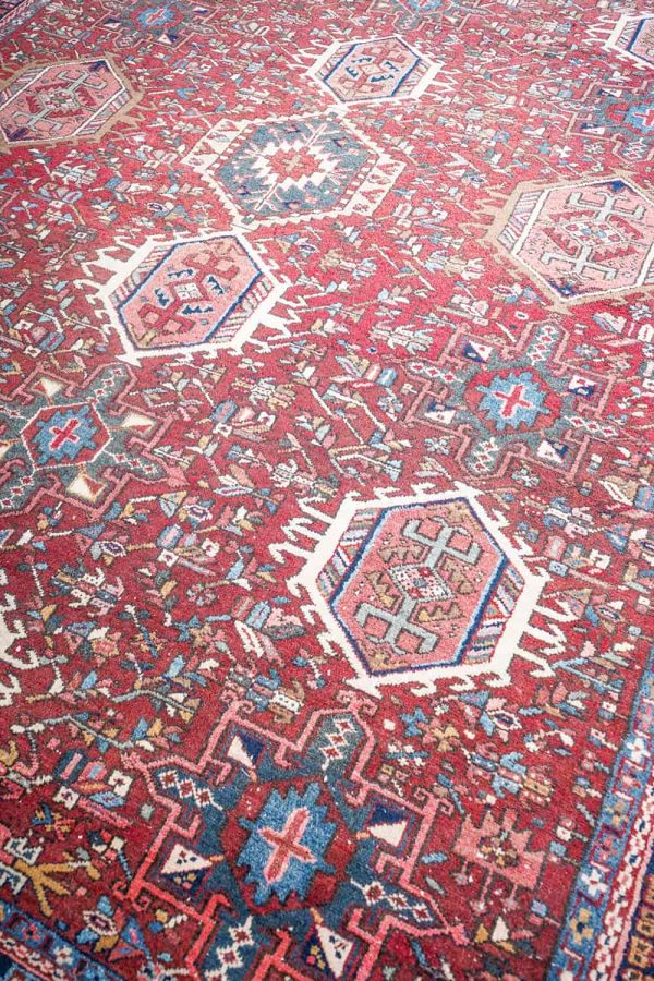 Persian Bakhtiar - Rams Horn