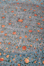 Safavid Collection - Peacock